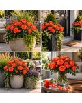 Rose Alegria в горщиках